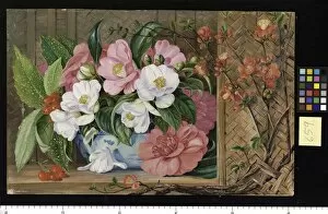 Marianne North Collection: 659. Japanese Flowers, painted from plants cultivated in this co