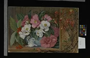 Red Berries Gallery: 659. Japanese Flowers, painted from plants cultivated in this co