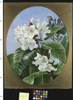 Marianne North Collection: 660. Foliage and Flowers of an Indian climbing Evergreen Shrub