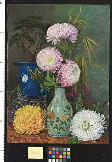Marianne North Collection: 661. Study of Japanese Chrysanthemums and Dwarfed Pine