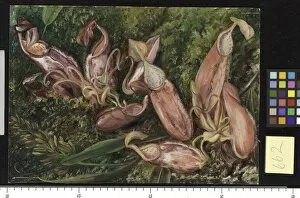 Marianne North Collection: 662. Young pitchers and ripe seed-vessels of a Pitcher Plant of
