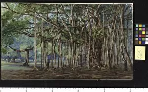 Marianne North Collection: 665. Banyan Trees at Buitenzorg, Java