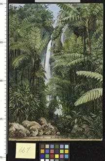 Tree Ferns Gallery: 667. Cascade at Tji Boddas, Java