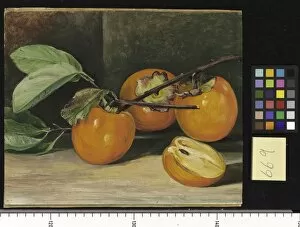 Marianne North Collection: 669. Japanese Persimmon or Kaki Fruit