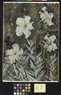 Marianne North Gallery: 67. Flannel Flower of Casa Branca and Butterflies, Brazil