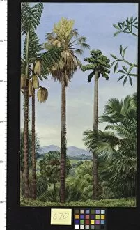 Images Dated 30th June 2011: 670. The Talipot Palm in Flower and Fruit, and Wine Palm in flow