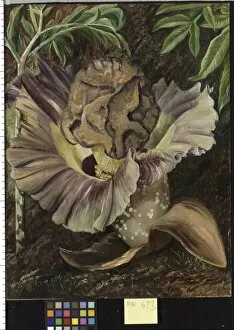 Marianne North Gallery: 673. Leaf and Inflorescence of a Gigantic Aroid, Java