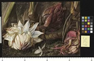 Marianne North Collection: 675. Inflorescence of a Plant of the Ginger Family from Java