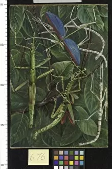 Marianne North Collection: 676. Leaf-Insects and Stick-Insects