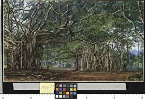Marianne North Collection: 677. Old Banyan Trees at Buitenzorg, Java