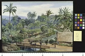 Palms Gallery: 679. The Ardjuno Volcano from Tosari, Java