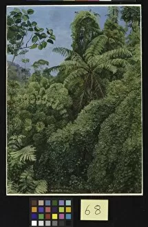 Marianne North Gallery: 68. Tree Ferns and Climbing Bamboos in Gongo Forest, Brazil