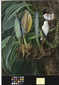 Marianne North Gallery: 681. Climbing Aroid and Nest of White Sparrows, Java