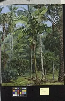 Marianne North Collection: 682. Group of Palms, Botanic Garden, Buitenzorg, Java