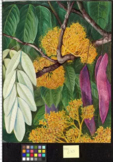 Flowers Collection: 683. Foliage, Flowers, and Fruit of a Malayan Tree
