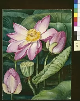 Java Gallery: 684. Foliage, Flowers, and Fruit of the Sacred Lotus in Java