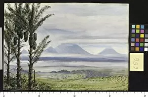 Marianne North Gallery: 686. Volcanoes from Temangong, with Sugar Palms in the foregroun