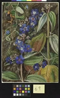 Marianne North Gallery: 69. Wild Flowers of Casa Branca, Brazil