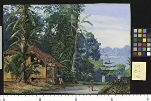 Marianne North Gallery: 693. Gardeners Cottage, Buitenzorg Botanic Garden Java