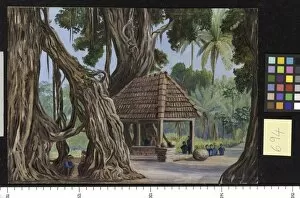 Marianne North Collection: 694. Banyan Tree at Passu Gulah, near Diocia, Java