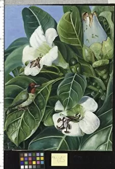 Marianne North Gallery: 695. Foliage and Flowers of a Forest Tree of Java