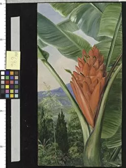 Marianne North Gallery: 696. Banana, American Aloe, and Cypress, in a Garden, Java