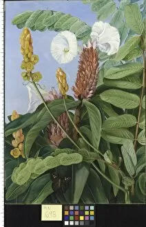 Marianne North Collection: 698. Two Swamp Plants of Java in Flower