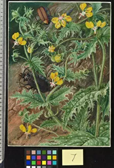 Marianne North Collection: 7. A Chilian Stinging Nettle and Male and Female Beetles