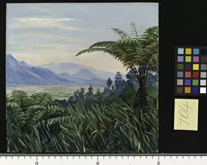 Ferns & mosses Collection: 704. Tree Fern in the Preanger Mountains, Java