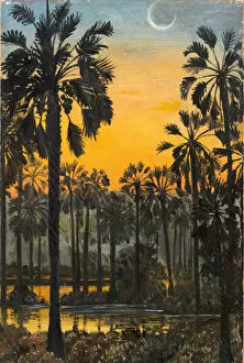 Palms Collection: 705. Palmyra Palms in Flood-time