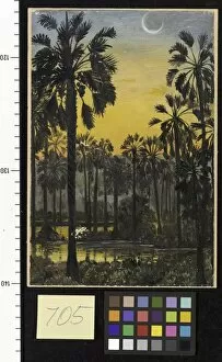 Marianne North Gallery: 705. Palmyra Palms in Flood-time