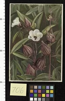 Marianne North Gallery: 706. Flowers of Roselle