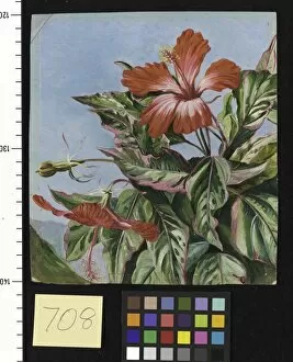 Marianne North Collection: 708. A New Caledonian Plant, Hibiscus Cooperi