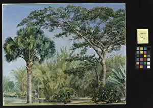 Botanic Gallery: 71. Palm, Bamboos and India-rubber Trees in the, Botanic Garden