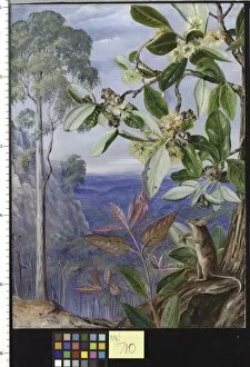 New South Wales Gallery: 710. View over the Blue Mountains towards the Sea, New South Wal