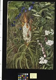 Marianne North Collection: 711. Berry-bearing Tasmanian Shrubs
