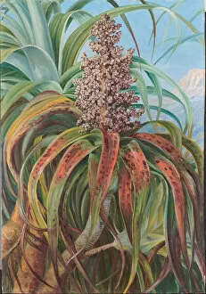 Botanical Art Collection: 712. A New Zealand Dracophyllum