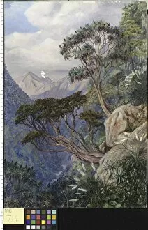 Vegetation Gallery: 714. View of the Otira Gorge, New Zealand