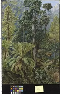 Marianne North Collection: 715. View in the Forest on Mount Wellington, Tasmania