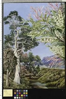 Marianne North Collection: 716. Illawarra, New South Wales