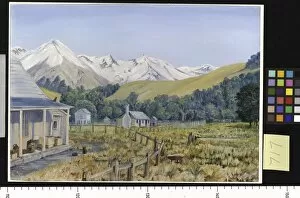 Marianne North Gallery: 717. Castle Hill Station, with Beech Forest, New Zealand