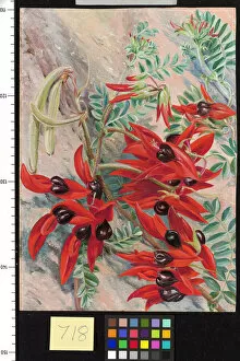 Marianne North Gallery: 718. The Australian Parrot Flower