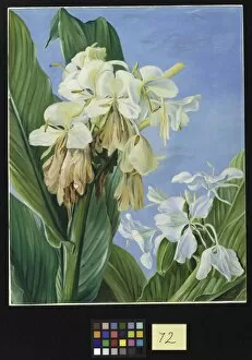 Marianne North Collection: 72. Flowers of Hedychium, Botanic Gardens, Brazil