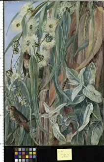 Marianne North Collection: 720. Foliage and Flowers of the Blue Gum, and Diamond & Birds, T 720