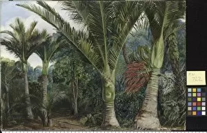 Marianne North Gallery: 722. Group of Nikau Palms, with a background of the Kawa Kawa, New Zealand