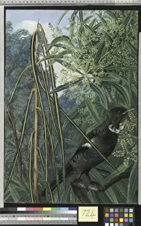 Marianne North Gallery: 724. Fishbone Tree and the Parson Bird of New Zealand