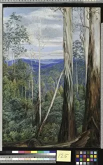 Marianne North Gallery: 725. Blue Gum Trees, Silver Wattle, and Sassafras on the Huon Ro