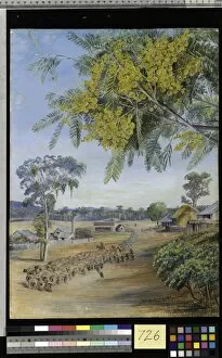 Queens Land Gallery: 726. Flowers and Foliage of the Silver Wattle, Queensland