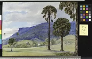 Marianne North Collection: 727. View at Illawarra, New South Wales