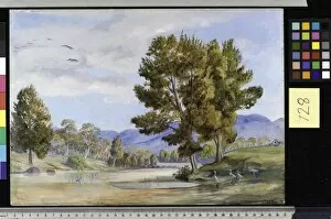 Marianne North Collection: 728. She Oak Trees on the Bendamere River, Queensland, and Compa